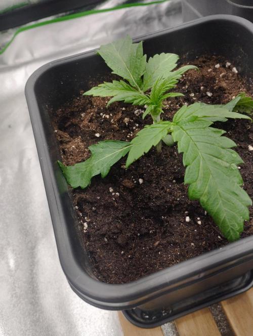 A1 tester / Dutch Passion. Week 3