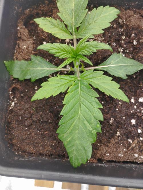 A1 tester / Dutch Passion. Week 3