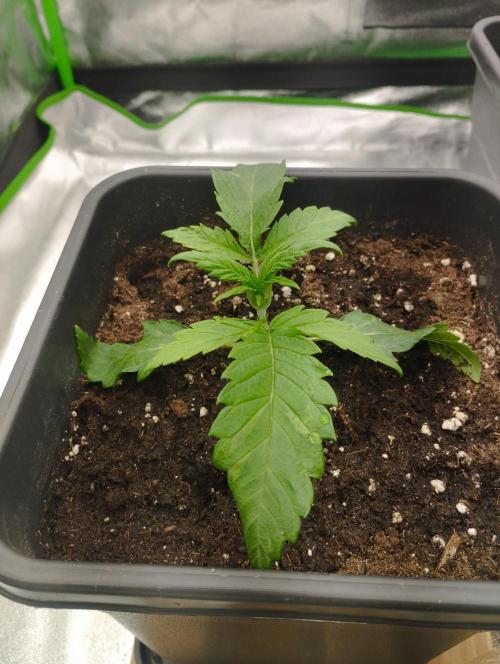 A1 tester / Dutch Passion. Week 3