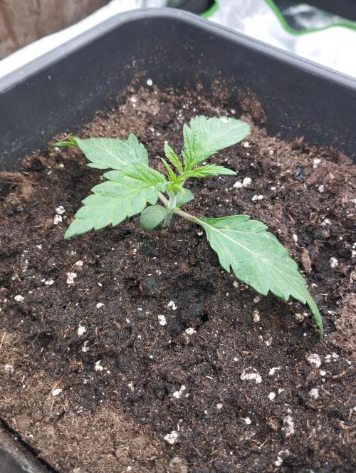 A1 tester / Dutch Passion. Week 3