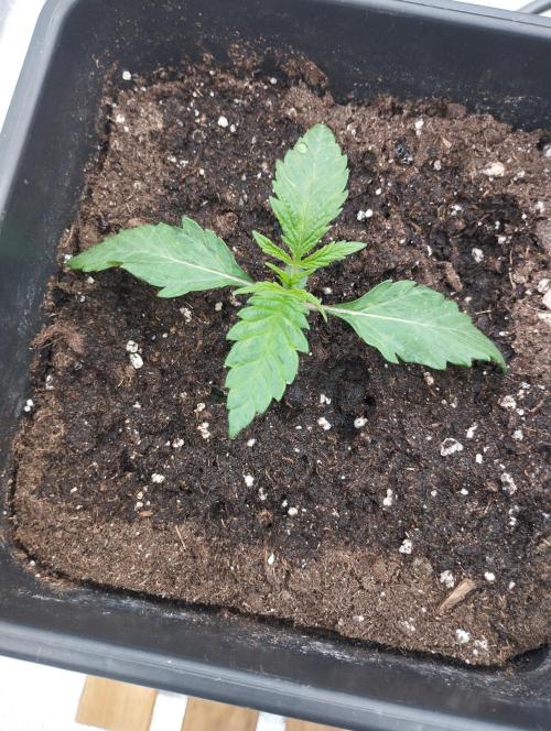 A1 tester / Dutch Passion. Week 3