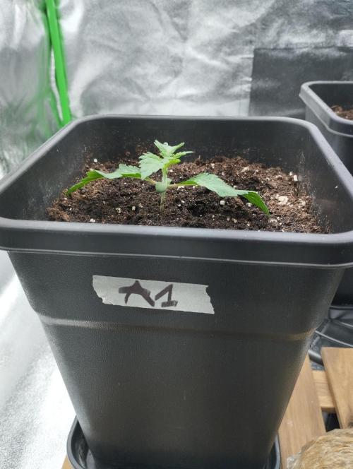 A1 tester / Dutch Passion. Week 3