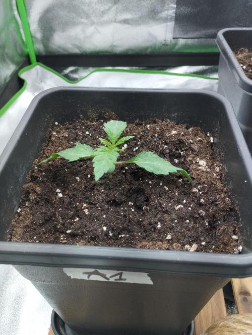 A1 tester / Dutch Passion. Week 3