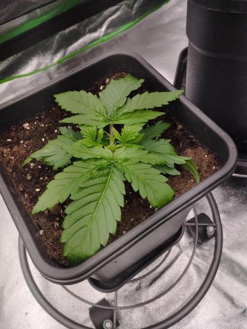 White Widow -Kera Seeds. Week 3