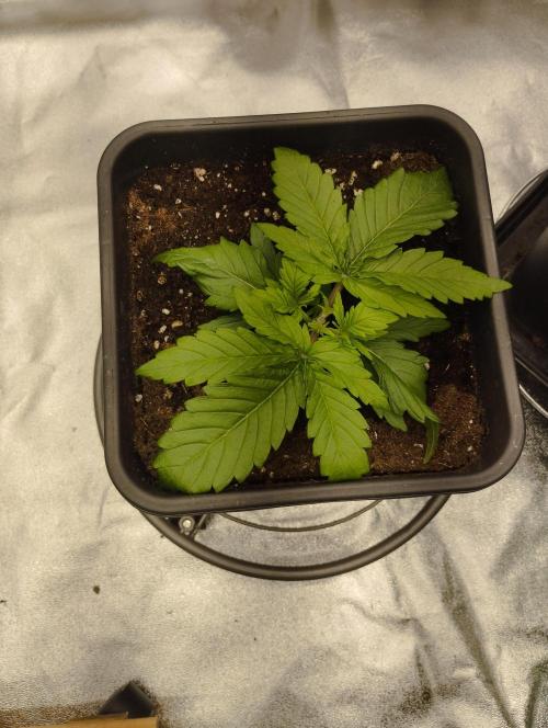 White Widow -Kera Seeds. Week 3