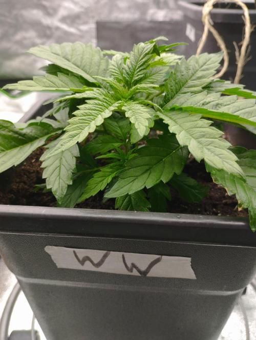 White Widow -Kera Seeds. Week 4