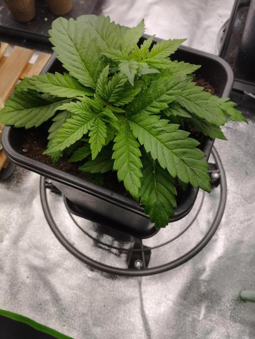 White Widow -Kera Seeds. Week 4
