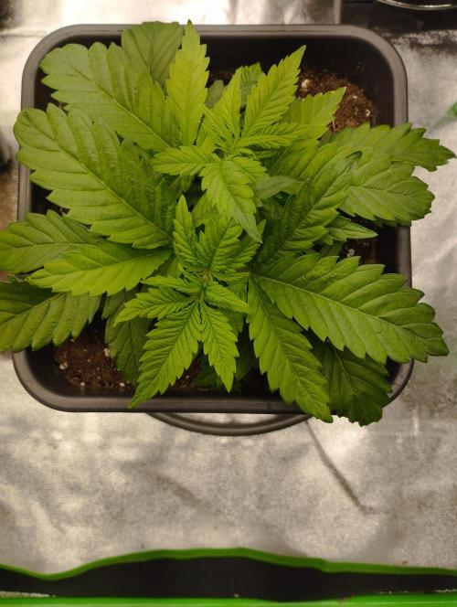 White Widow -Kera Seeds. Week 4