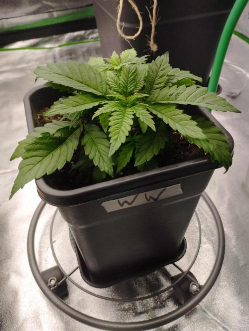 White Widow -Kera Seeds. Week 4