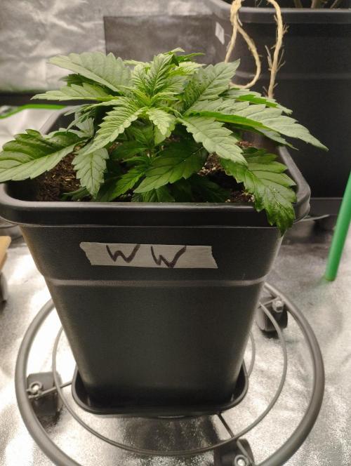 White Widow. Week 4