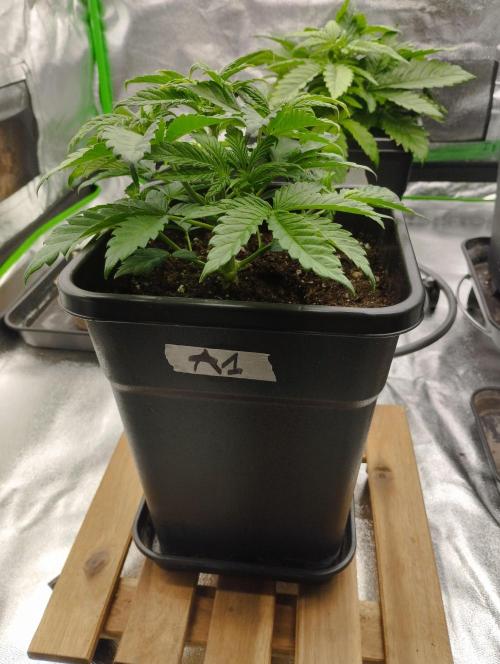 A1 (tester) - Dutch Passion. Week 5