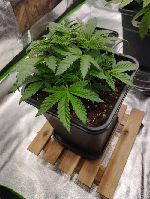 A1 (tester) - Dutch Passion. Week 5