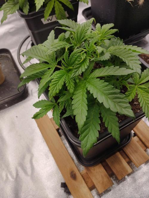 A1 (tester) - Dutch Passion. Week 5