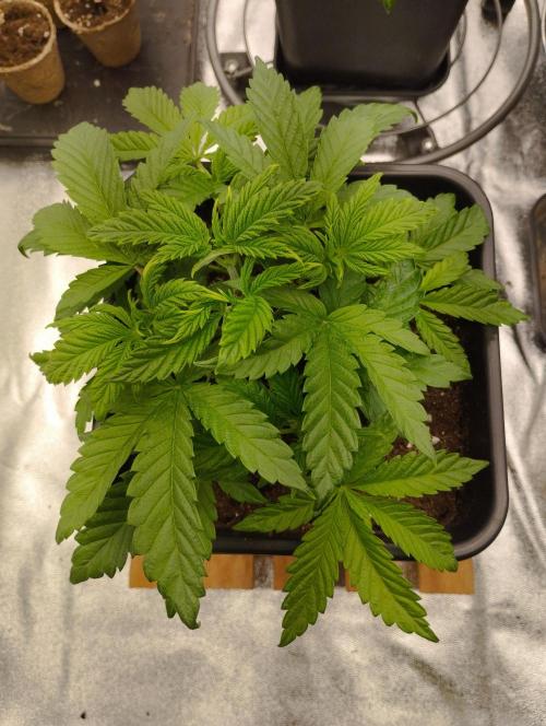 A1 (tester) - Dutch Passion. Week 5