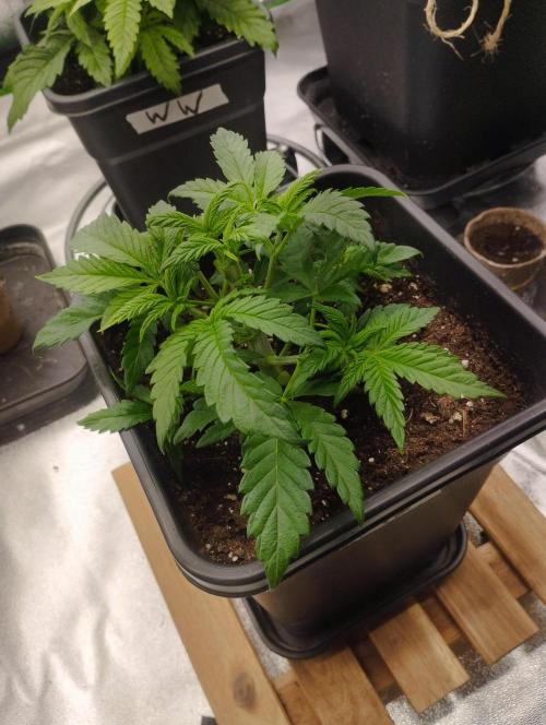 A1 (tester) - Dutch Passion. Week 5