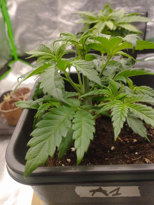 A1 (tester) - Dutch Passion. Week 5