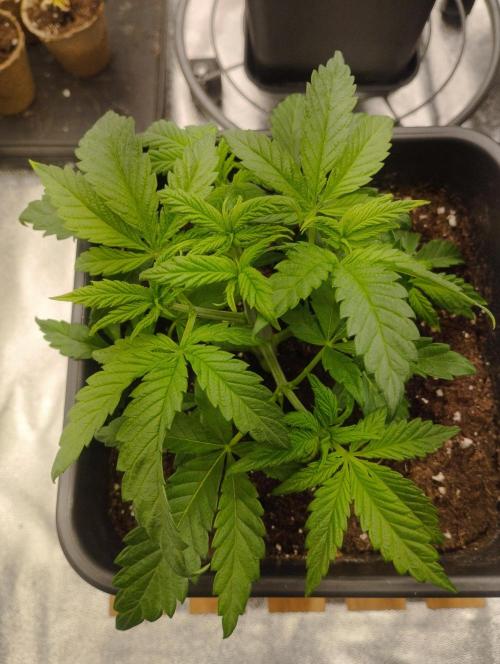 A1 (tester) - Dutch Passion. Week 5