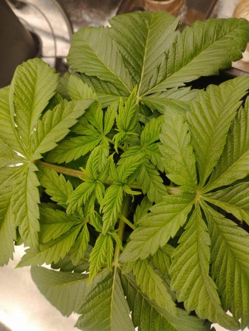 A1 (tester) - Dutch Passion. Week 5