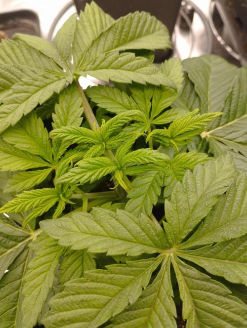 A1 (tester) - Dutch Passion. Week 5