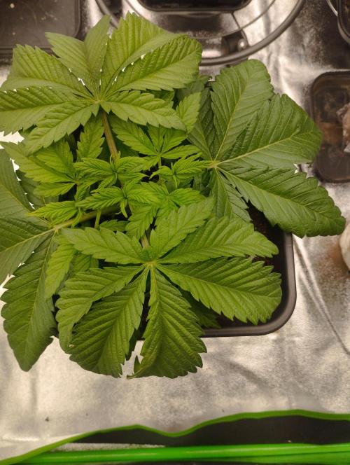 A1 (tester) - Dutch Passion. Week 5