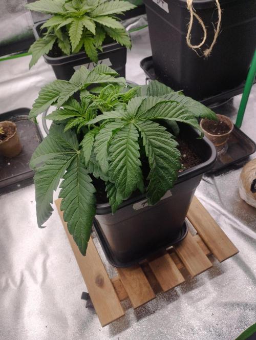 A1 (tester) - Dutch Passion. Week 5