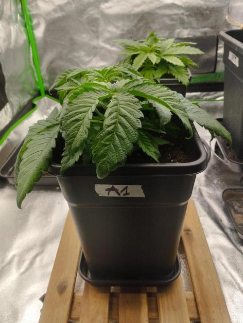 A1 (tester) - Dutch Passion. Week 5