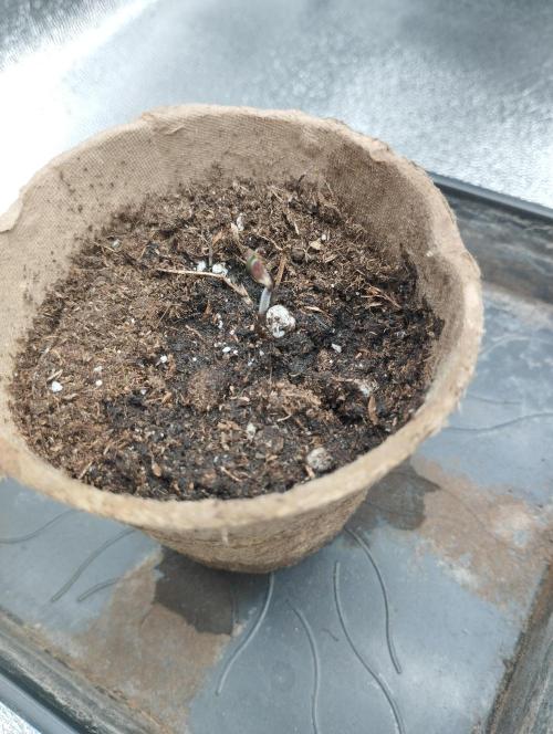 PMK (tester) - Dutch Passion. Week 0