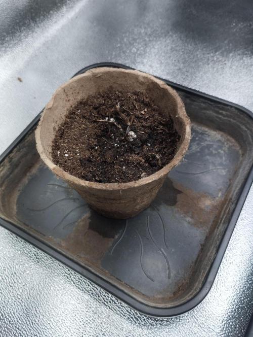 PMK (tester) - Dutch Passion. Week 0