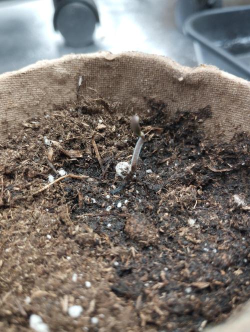 PMK (tester) - Dutch Passion. Week 0