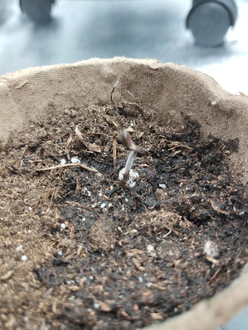 PMK (tester) - Dutch Passion. Week 0
