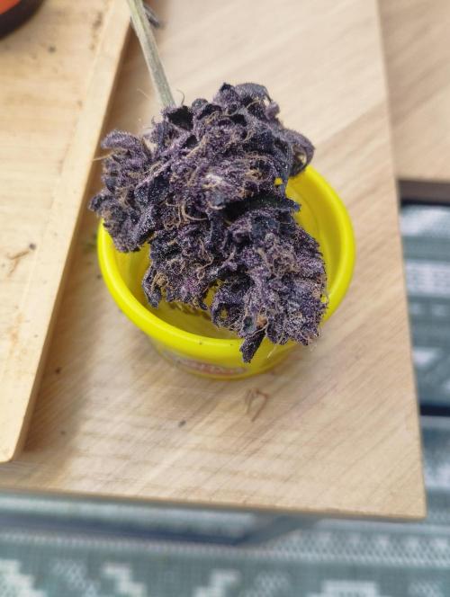 Sour Fruit Tartare - Dutch Passion. Week 13