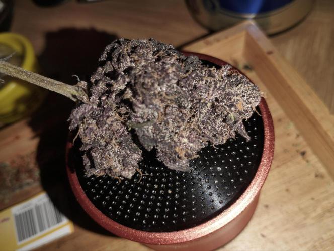 Sour Fruit Tartare - Dutch Passion. Week 13