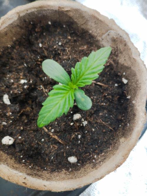 PMK (tester) - Dutch Passion. Week 1
