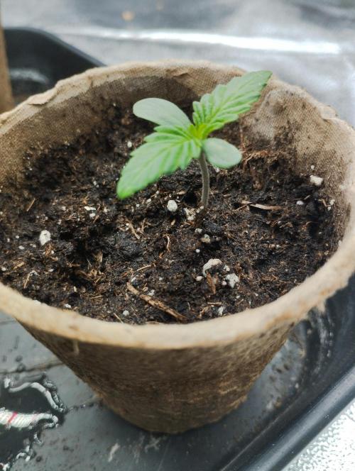 PMK (tester) - Dutch Passion. Week 1