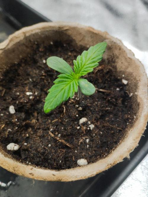 PMK (tester) - Dutch Passion. Week 1