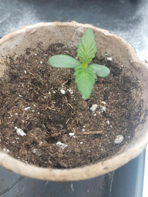 PMK (tester) - Dutch Passion. Week 1