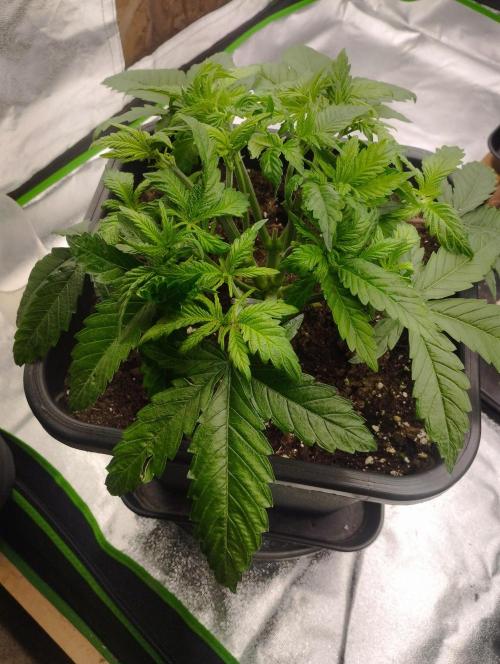 White Widow -Kera Seeds. Week 6