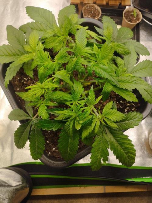 White Widow -Kera Seeds. Week 6