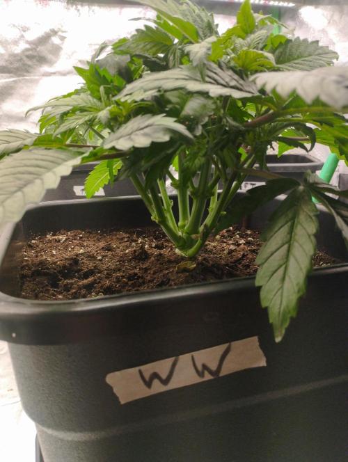White Widow -Kera Seeds. Week 6