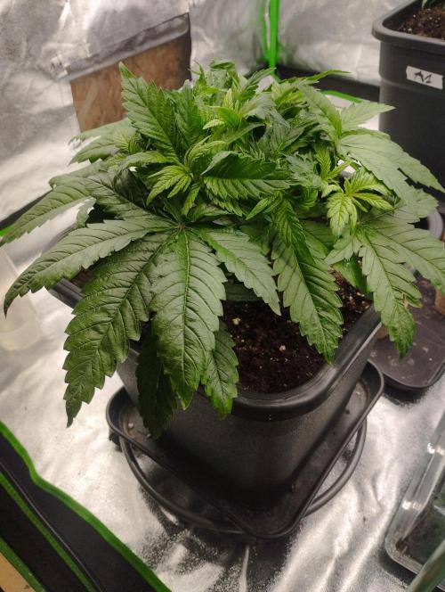 White Widow -Kera Seeds. Week 6