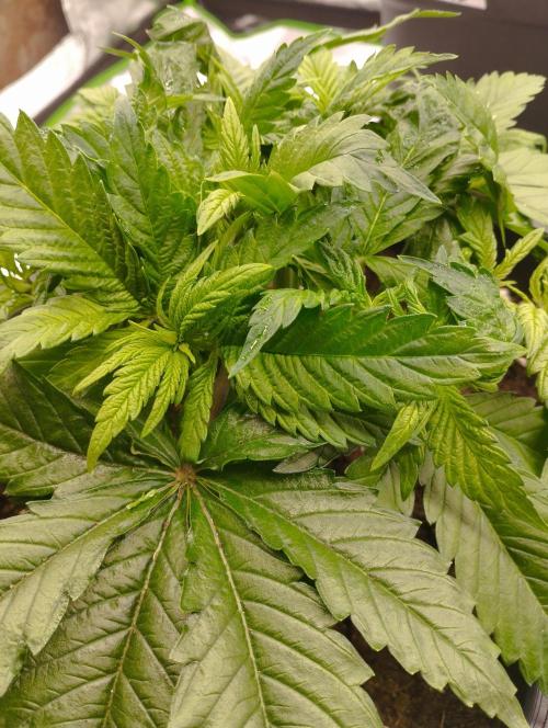 White Widow -Kera Seeds. Week 6