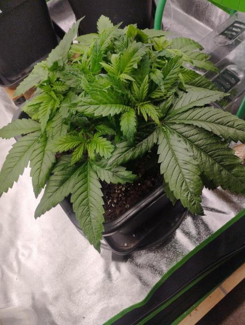 White Widow -Kera Seeds. Week 6
