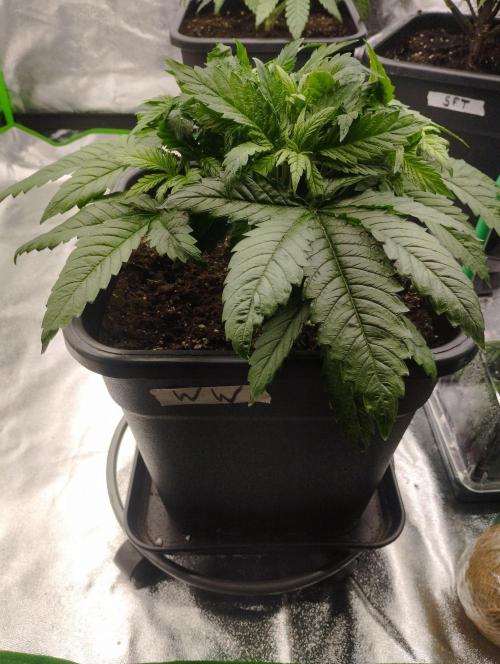 White Widow. Week 6