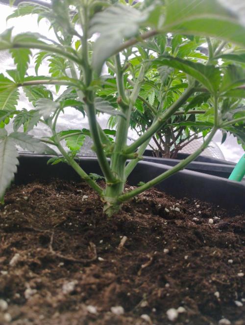 A1 (tester) - Dutch Passion. Week 6