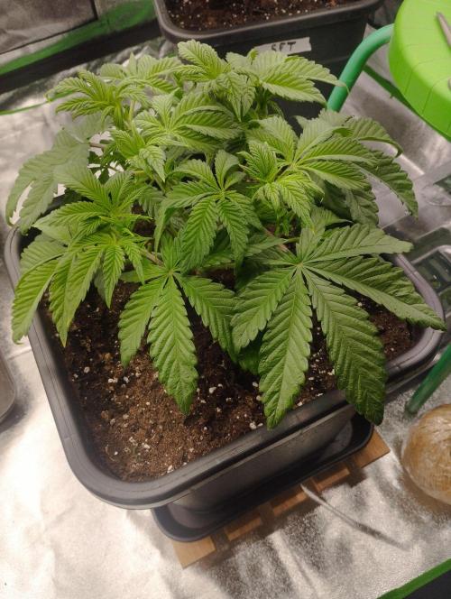 A1 (tester) - Dutch Passion. Week 6