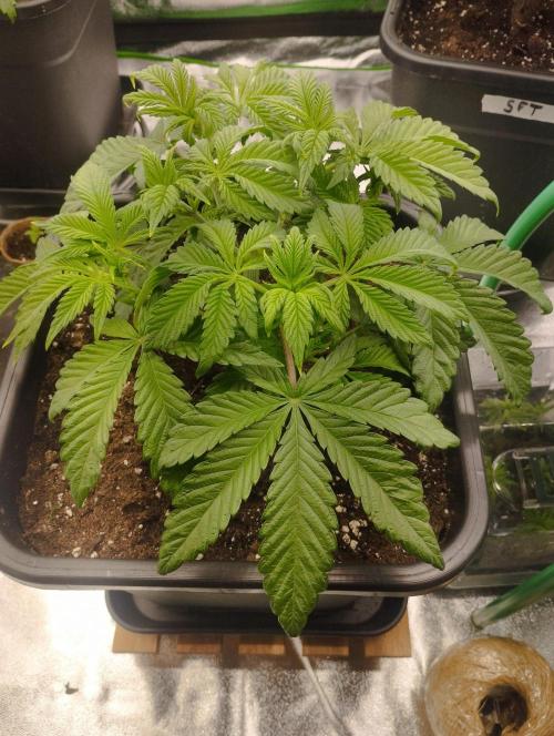 A1 (tester) - Dutch Passion. Week 6