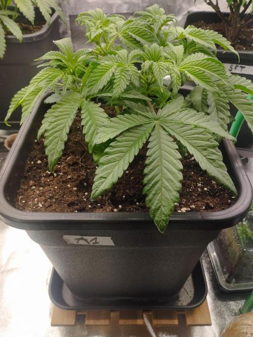 A1 (tester) - Dutch Passion. Week 6
