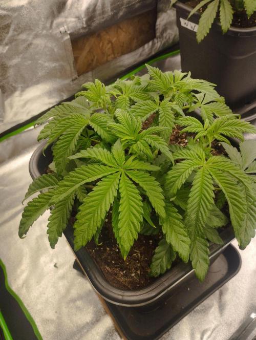 A1 (tester) - Dutch Passion. Week 6
