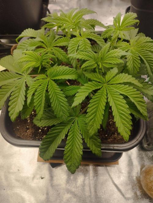 A1 (tester) - Dutch Passion. Week 6