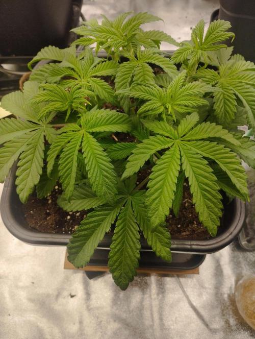 A1 (tester) - Dutch Passion. Week 6